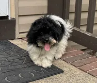 Bandit, a male Havapoo for sale in York, SC – 3 of 6
