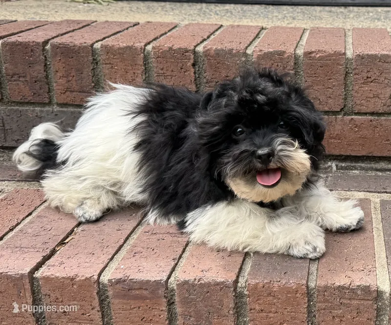 Bandit – Havapoo puppy for sale in York, SC