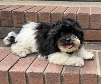 Bandit, a male Havapoo for sale in York, SC – 1 of 6