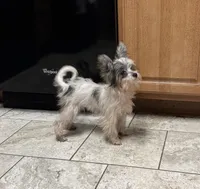 Miley, a female Chinese Crested and Havanese for sale in York, SC – 4 of 5
