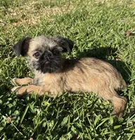 Cookie, a female Brussels Griffon for sale in York, SC – 3 of 5