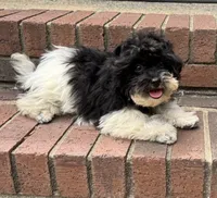Bandit, a male Havapoo for sale in York, SC – 5 of 6