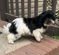 Bandit, a male Havapoo for sale in York, SC – 2 of 6