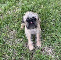Cookie, a female Brussels Griffon for sale in York, SC – 2 of 5