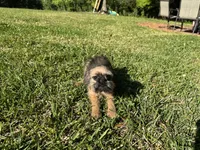 Charlie, a male Brussels Griffon for sale in York, SC – 4 of 5