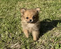 Daisy, a female Cavapom for sale in York, SC – 2 of 6
