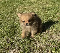 Daisy, a female Cavapom for sale in York, SC – 4 of 6
