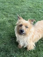 Bandit, a male Cairn Terrier for sale in Milton-Freewater, OR – 1 of 1