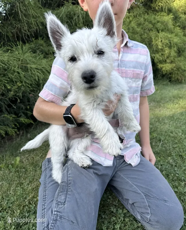 Elliot – West Highland White Terrier puppy for sale in Milton-Freewater, OR