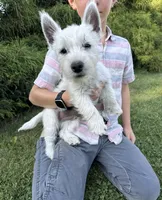Elliot, a male West Highland White Terrier for sale in Milton-Freewater, OR – 1 of 1