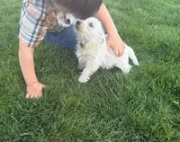 Nova, a female West Highland White Terrier for sale in Milton-Freewater, OR – Photo 3 of 3