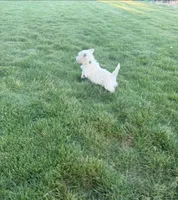 Nova, a female West Highland White Terrier for sale in Milton-Freewater, OR – Photo 2 of 3