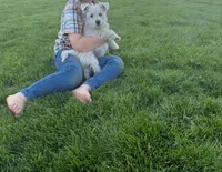 Nova, a female West Highland White Terrier for sale in Milton-Freewater, OR – Photo 1 of 3