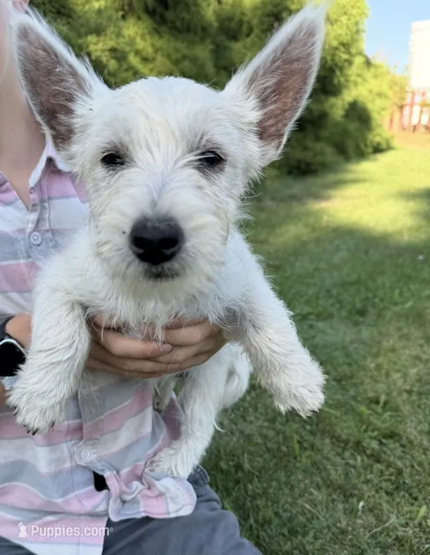 Coco – West Highland White Terrier puppy for sale in Milton-Freewater, OR