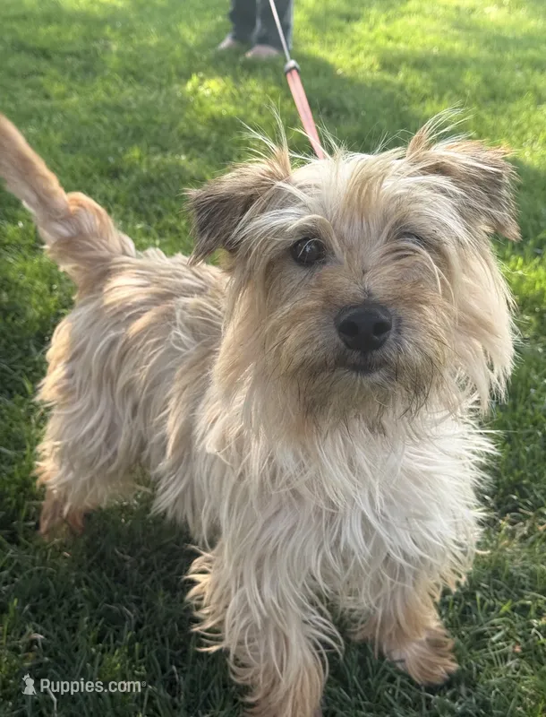Finn – Cairn Terrier puppy for sale in Milton-Freewater, OR