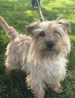 Finn, a male Cairn Terrier for sale in Milton-Freewater, OR – 1 of 1