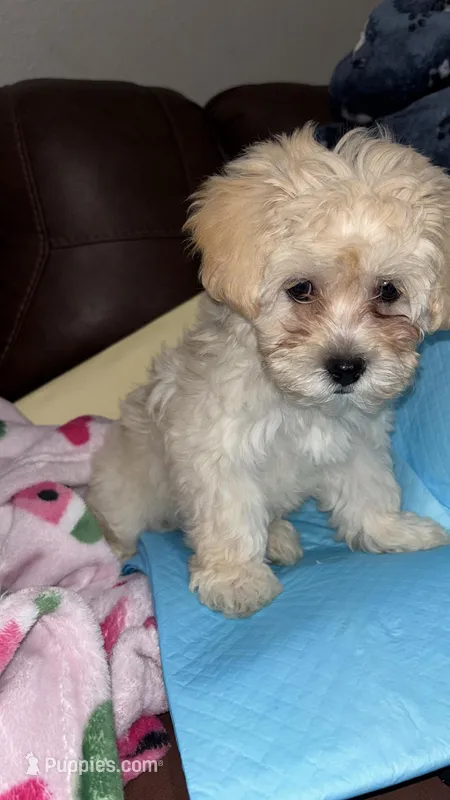 No name – Poodle - Miniature  puppy for sale in Austin, TX