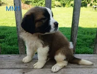 M. Male 1 HOLD, a male Saint Bernard for sale in Topeka, KS – 3 of 8