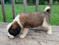 M. Male 2 HOLD, a male Saint Bernard for sale in Topeka, KS – 2 of 10