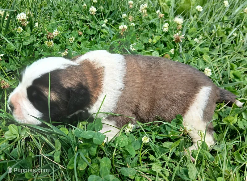 Female 2 – Saint Bernard puppy for sale in Topeka, KS