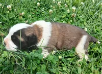 Female 2, a female Saint Bernard for sale in Topeka, KS – 1 of 4