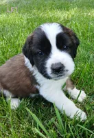 L. Female 1, a female Saint Bernard for sale in Topeka, KS – 2 of 8
