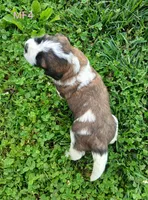 M. Female 4 HOLD, a female Saint Bernard for sale in Topeka, KS – 8 of 9