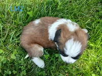 L. Male 2, a male Saint Bernard for sale in Topeka, KS – 5 of 6