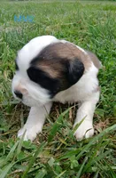 M. Male 2, a male Saint Bernard for sale in Topeka, KS – 2 of 7