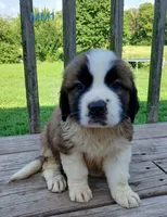 M. Male 1 HOLD, a male Saint Bernard for sale in Topeka, KS – 2 of 8