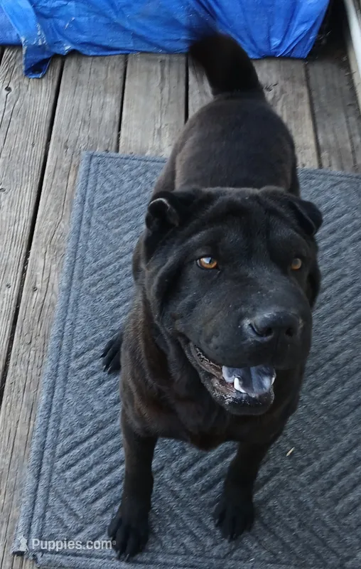 Black girl – Chinese Shar-Pei puppy for sale in Topeka, KS