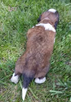 L. Female 1, a female Saint Bernard for sale in Topeka, KS – 4 of 8