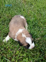 M. Male 1, a male Saint Bernard for sale in Topeka, KS – 4 of 5