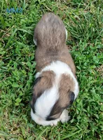 M. Male 2, a male Saint Bernard for sale in Topeka, KS – 7 of 7