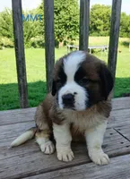 M. Male 1 HOLD, a male Saint Bernard for sale in Topeka, KS – 4 of 8