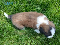 L. Male 4, a male Saint Bernard for sale in Topeka, KS – 2 of 3