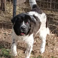 Female 3, a female Saint Bernard and English Mastiff for sale in Topeka, KS – Photo 1 of 6