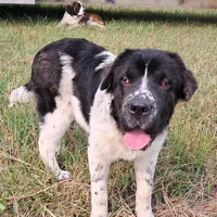 Female 3, a female Saint Bernard and English Mastiff for sale in Topeka, KS – Photo 4 of 6
