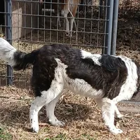 Female 3, a female Saint Bernard and English Mastiff for sale in Topeka, KS – Photo 3 of 6