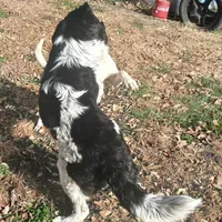 Female 3, a female Saint Bernard and English Mastiff for sale in Topeka, KS – Photo 5 of 6