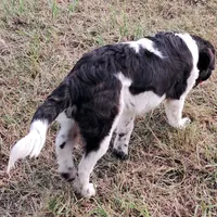 Female 3, a female Saint Bernard and English Mastiff for sale in Topeka, KS – Photo 2 of 6