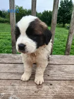 M. Male 2 HOLD, a male Saint Bernard for sale in Topeka, KS – 5 of 10
