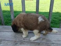 M. Male 1 HOLD, a male Saint Bernard for sale in Topeka, KS – 5 of 8