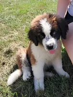 M. Female 2, a female Saint Bernard for sale in Topeka, KS – 6 of 9