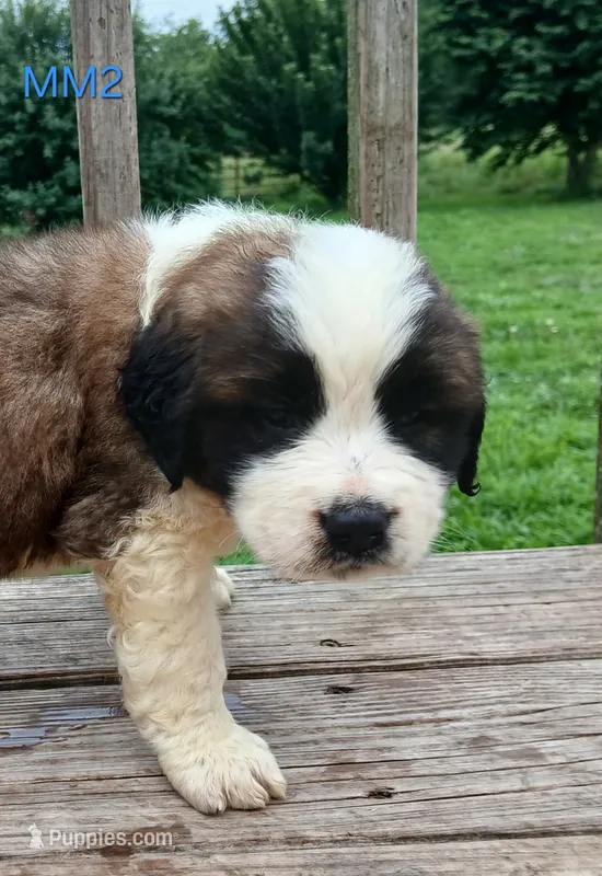 M. Male 2 HOLD – Saint Bernard puppy on hold in Topeka, KS