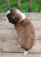 L. Male 4 HOLD, a male Saint Bernard for sale in Topeka, KS – 4 of 5