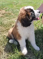 M. Female 2, a female Saint Bernard for sale in Topeka, KS – 2 of 9