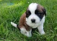 L. Male 1, a male Saint Bernard for sale in Topeka, KS – 2 of 6