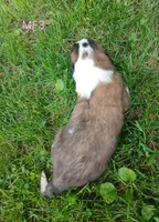 M Female 3 HOLD, a female Saint Bernard for sale in Topeka, KS – 5 of 7
