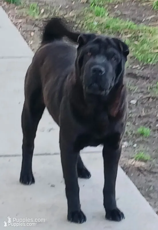 Black girl – Chinese Shar-Pei puppy for sale in Topeka, KS